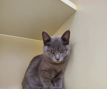 Sawyer Lake Veterinary Hospital