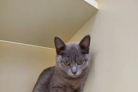 Sawyer Lake Veterinary Hospital