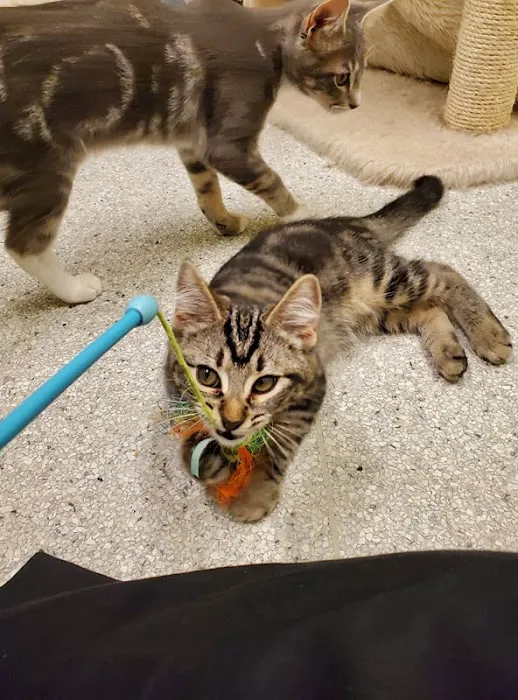 Sawyer Lake Veterinary Hospital 12