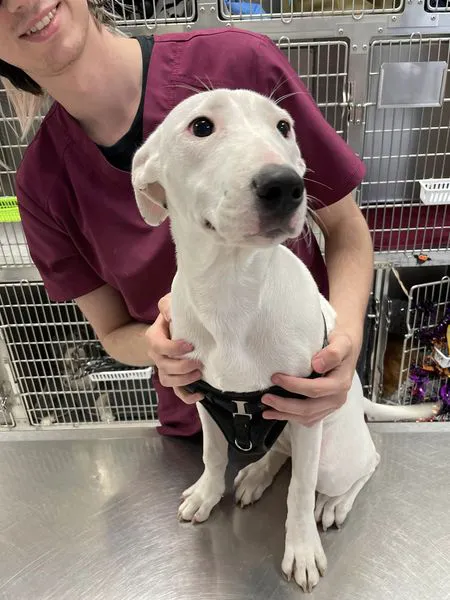 Animal Hospital of Maple Valley 2