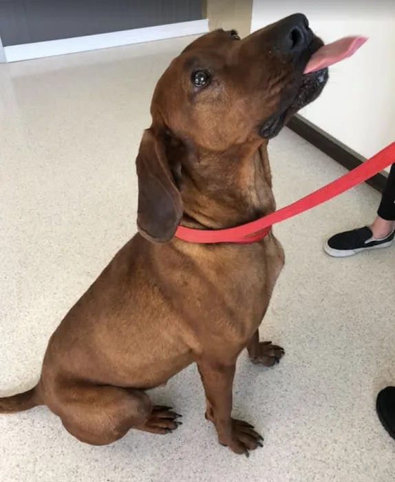 Animal Hospital of Maple Valley 8