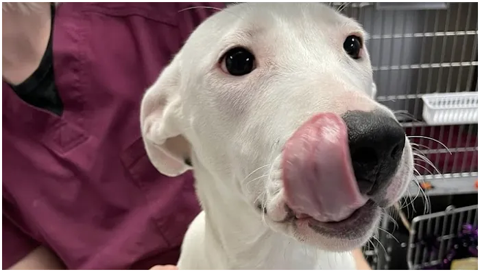 Animal Hospital of Maple Valley 9