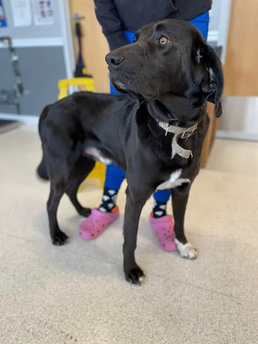 Animal Hospital of Maple Valley 4
