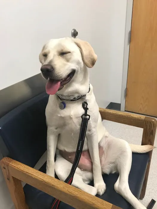 Animal Hospital of Maple Valley 3