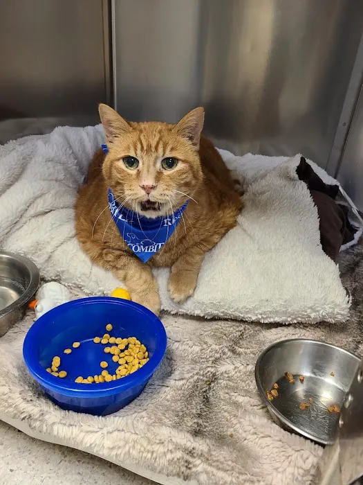 Animal Hospital of Maple Valley 7