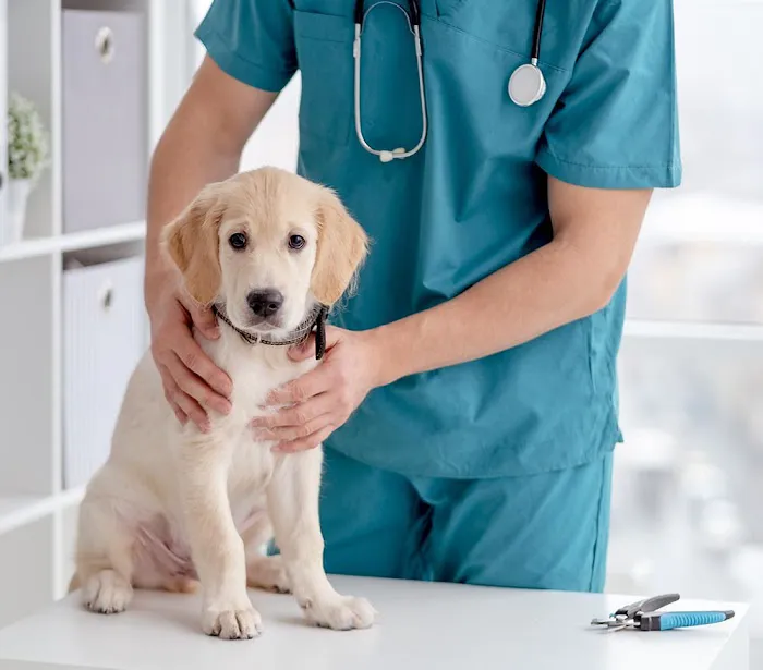 Animal Surgical & Dental Clinic 12