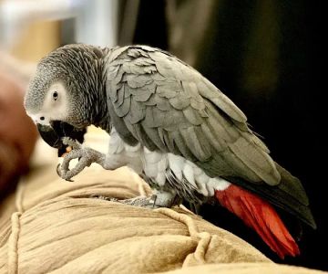 Pine Tree Veterinary Hospital