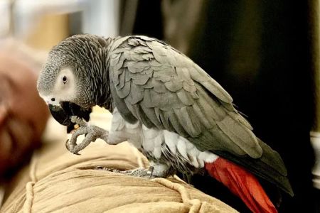 Pine Tree Veterinary Hospital