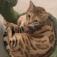 Banfield Pet Hospital ico