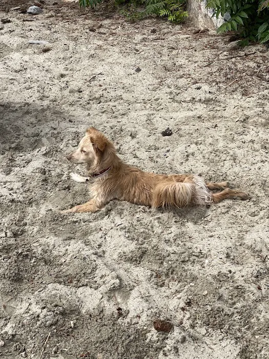 Community Pet Clinic 4