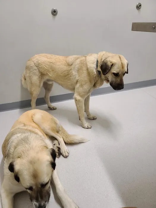 Community Pet Clinic 3