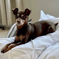 Cascade Veterinary Hospital ico