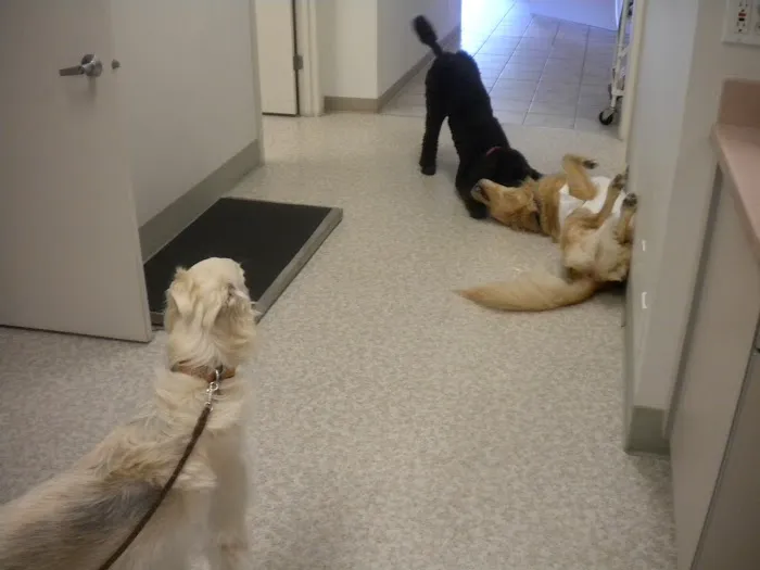 Cascade Veterinary Hospital 9