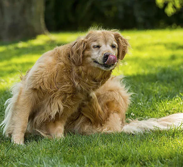 Sacajawea Veterinary Hospital 4