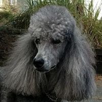 A Small Animal Hospital ico