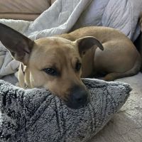 BoosterPet Veterinary Wellness and Urgent Care in Federal Way ico