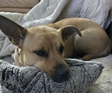 BoosterPet Veterinary Wellness and Urgent Care in Federal Way