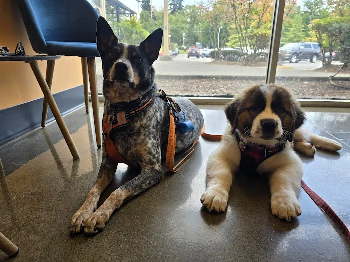 BoosterPet Veterinary Wellness and Urgent Care in Federal Way 3