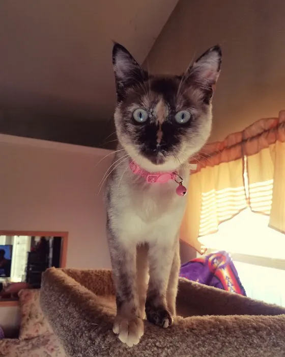 The Cat Doctor 8