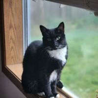 The Cat Doctor ico