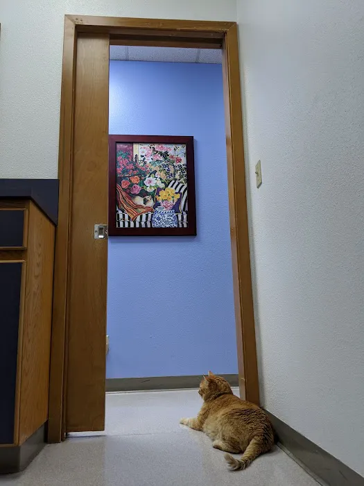 The Cat Doctor 2