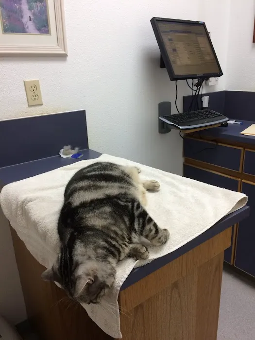 The Cat Doctor 10
