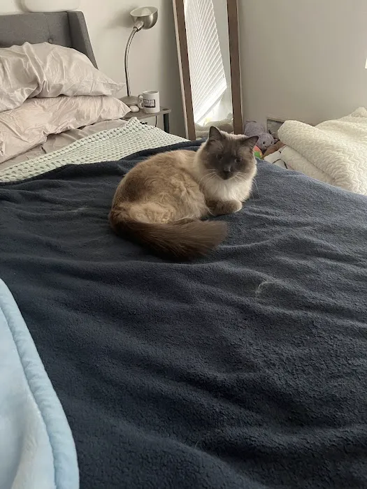 The Cat Doctor 6