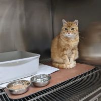 River Park Animal Hospital ico