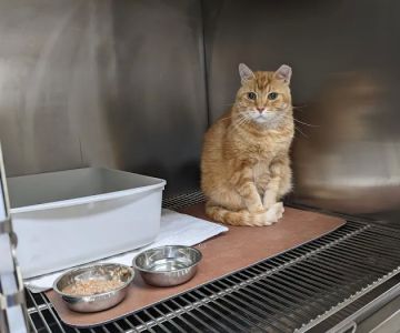 River Park Animal Hospital