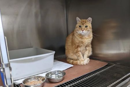 River Park Animal Hospital