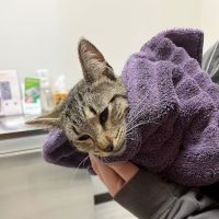 VetExpress Animal Urgent Care ico