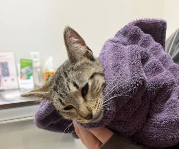 VetExpress Animal Urgent Care