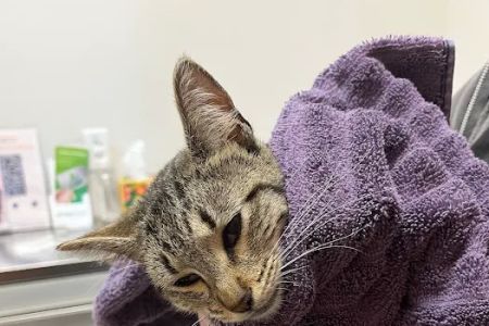 VetExpress Animal Urgent Care