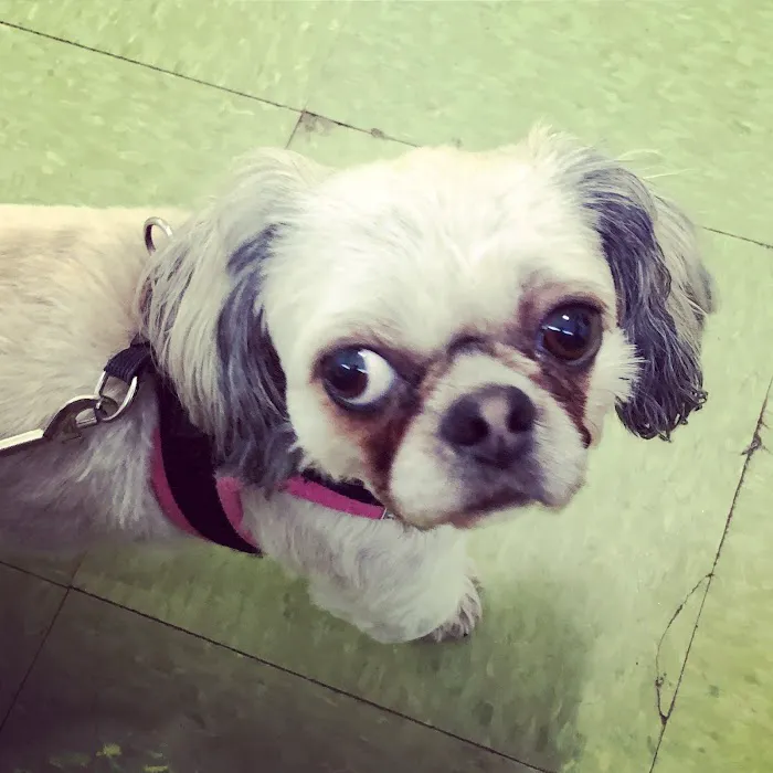 Richmond Animal Hospital 12