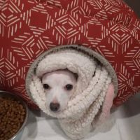 Richmond Animal Hospital ico