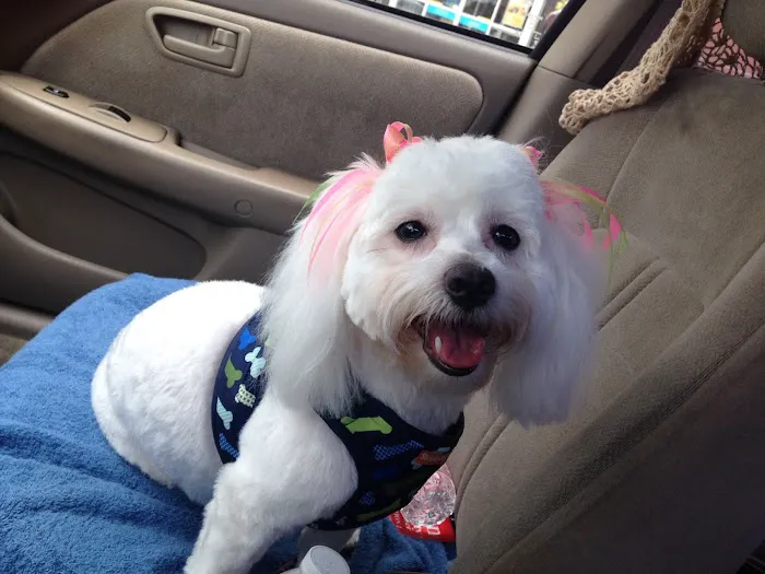 Richmond Animal Hospital 12