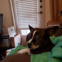 Rose-Rich Veterinary Clinic: Mc Donald Charles N DVM ico