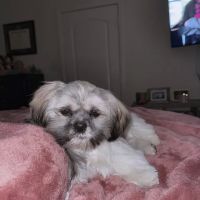 Vetco Total Care Animal Hospital ico