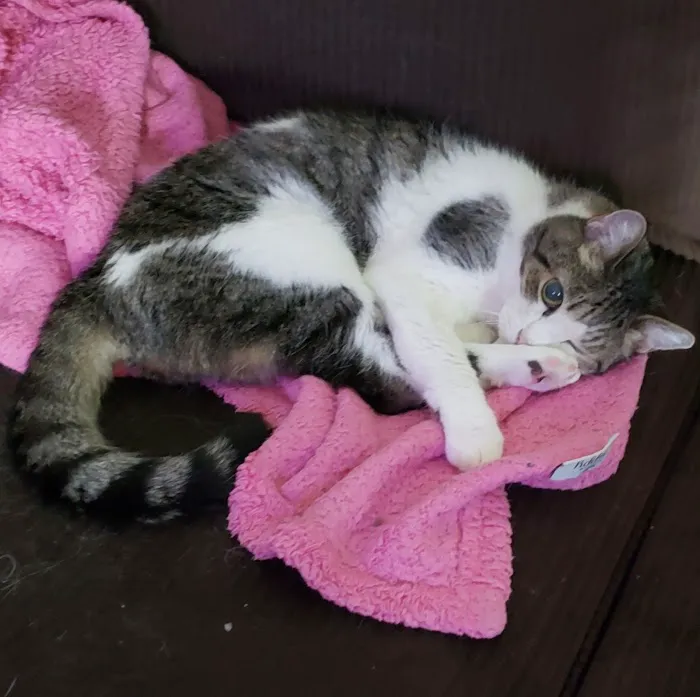 Vetco Total Care Animal Hospital 6