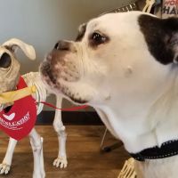 The WellPet Center Veterinary Hospital ico