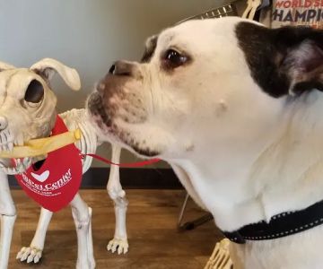 The WellPet Center Veterinary Hospital