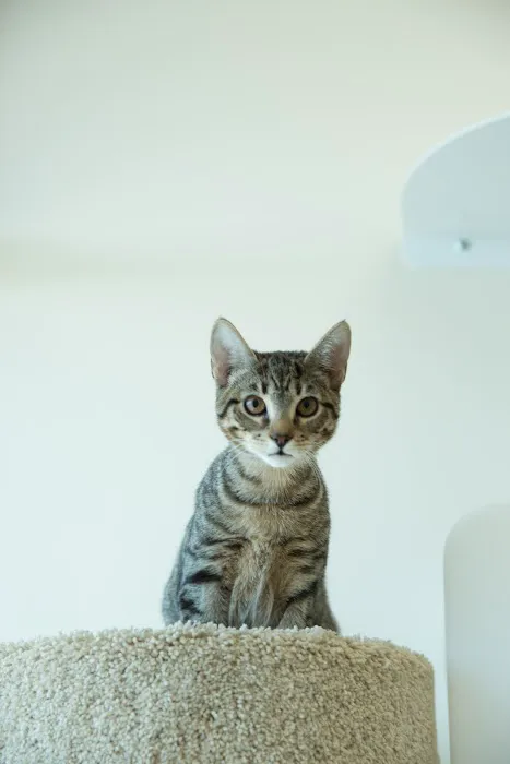 Cross Creek Veterinary Hospital 9