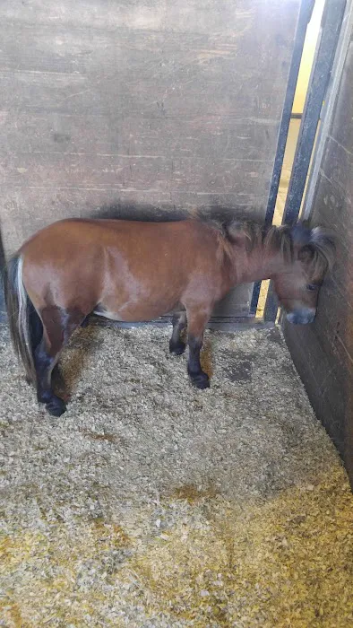 Katy Equine Clinic 6