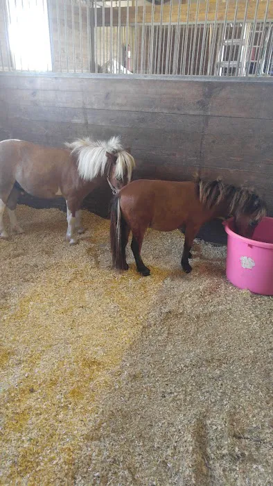 Katy Equine Clinic 3