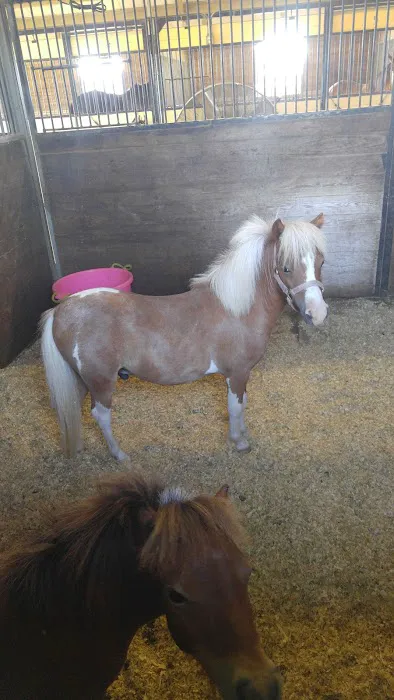 Katy Equine Clinic 4