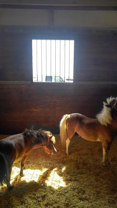 Katy Equine Clinic 2