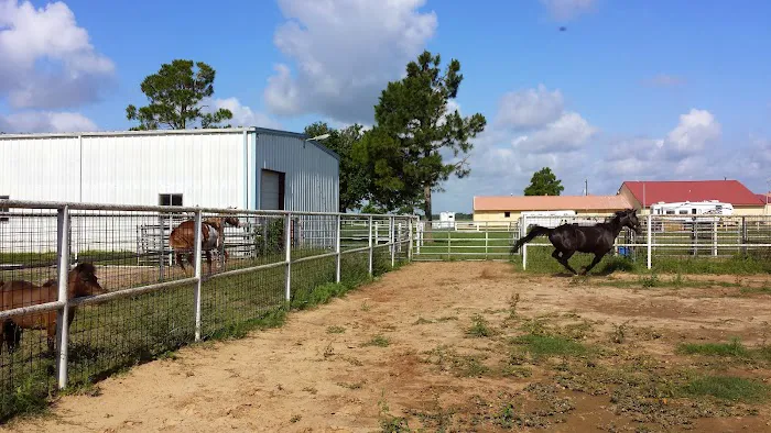 Katy Equine Clinic 7