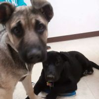 Sherwood Animal Clinic ico