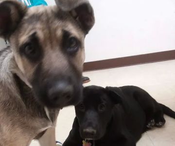 Sherwood Animal Clinic
