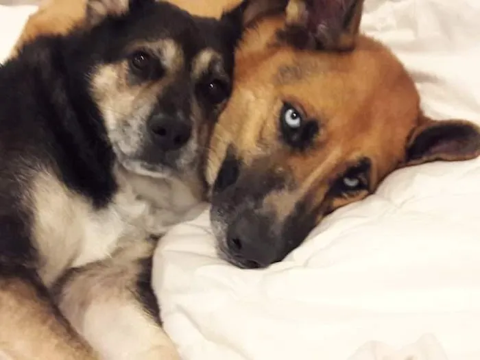 Texas City Animal Hospital 1
